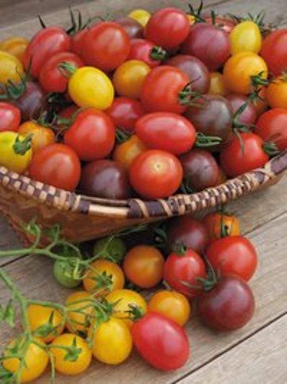 Rainbow Cherry Tomato Mixture - beyond organic seeds