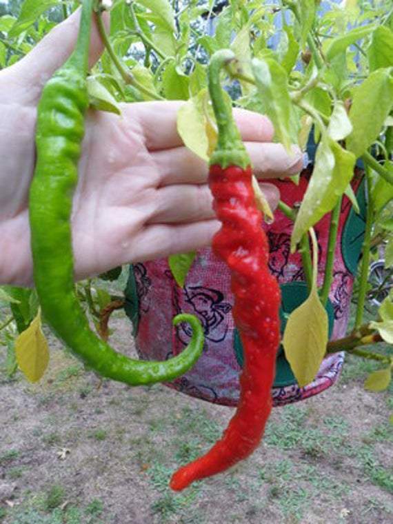 Cowhorn Hot Pepper - beyond organic seeds