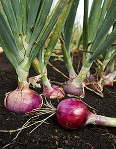 Red Burgundy Onion - beyond organic seeds