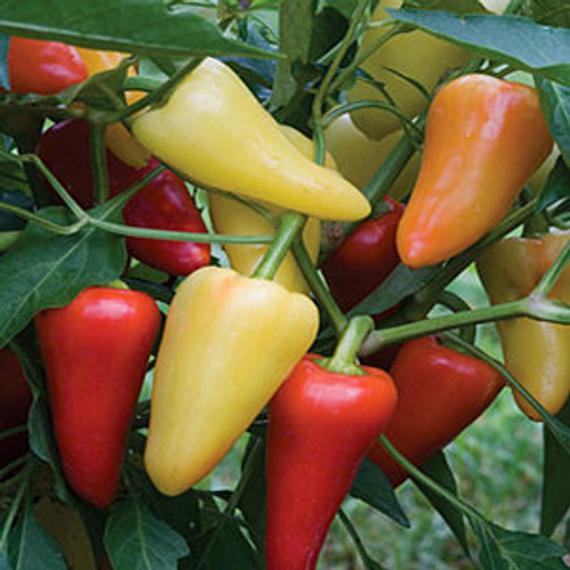 Santa fe grande pepper - beyond organic seeds