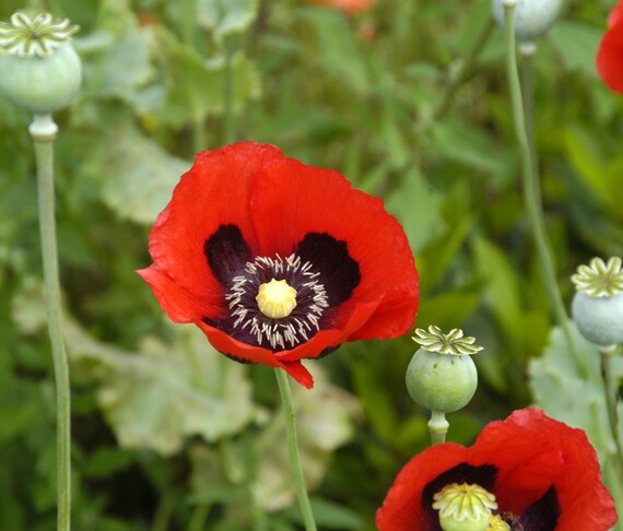 Pepperbox poppy - beyond organic seeds