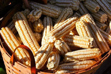Giant White Corn Stalks - beyond organic seeds