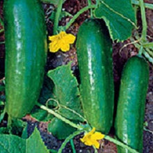Ashley Cucumber - beyond organic seeds