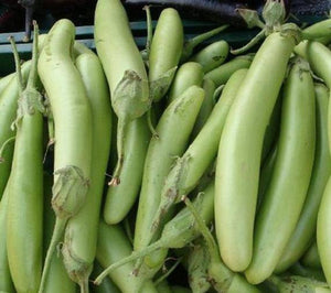 Louisiana Long Green Eggplant - beyond organic seeds