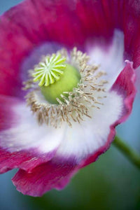 Pink & White Giganteum Poppy - beyond organic seeds