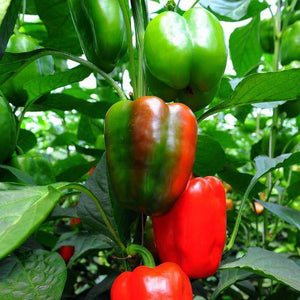 Yolo Wonder Bell Pepper - beyond organic seeds