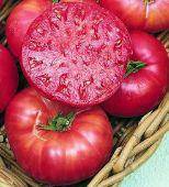 Heirloom Pink Ponderosa Tomato - beyond organic seeds