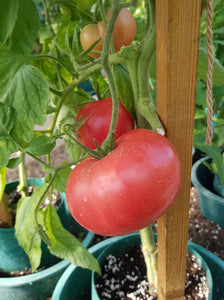 Heirloom Pink Ponderosa Tomato - beyond organic seeds
