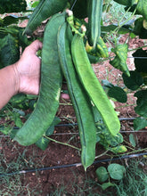 Giant sword beans   white - beyond organic seeds