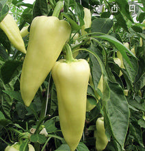 Hungarian Yellow Wax Hot Pepper - beyond organic seeds