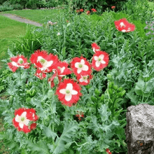 Danish Flag Poppy - beyond organic seeds