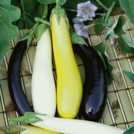 Mix Fingerlings (Eggplant) - beyond organic seeds