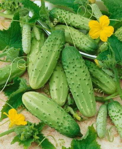 Boston Pickling Cucumber - beyond organic seeds