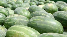 Congo Watermelon - beyond organic seeds