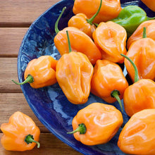 Habanero Orange Pepper - beyond organic seeds