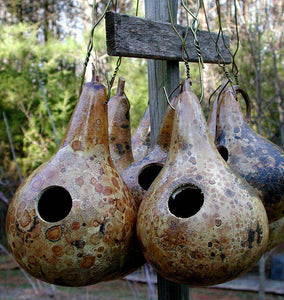 Bird House Gourds - beyond organic seeds