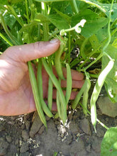 Harvester Green Bean - beyond organic seeds