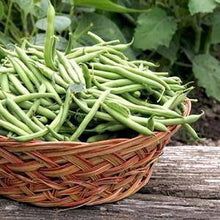 Harvester Green Bean - beyond organic seeds