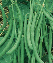 Contender Bush Beans - beyond organic seeds
