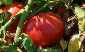 Marglobe Heirloom Tomato - beyond organic seeds