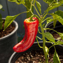Marconi Red Sweet Pepper - beyond organic seeds