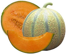Charentais Melon - beyond organic seeds