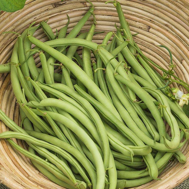 Contender Green Bean - beyond organic seeds