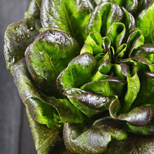 Bronze Mignonette Lettuce - beyond organic seeds