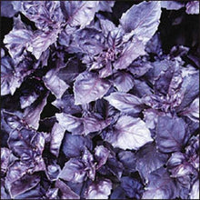 Dark Opal Purple Basil - beyond organic seeds