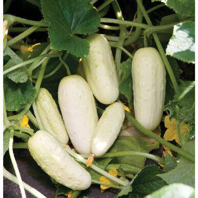 Salt & Pepper Pickling Cucumbers - beyond organic seeds