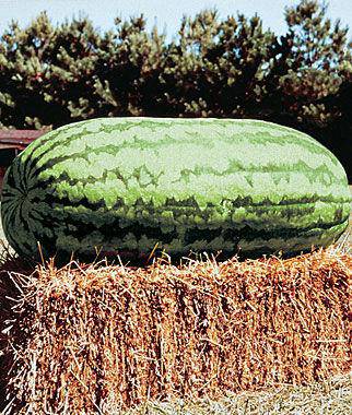 Giant Carolina Watermelon - beyond organic seeds