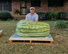 Giant Carolina Watermelon - beyond organic seeds