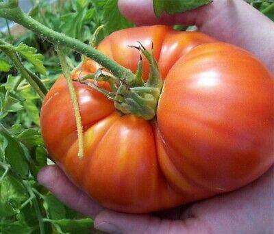 Ponderosa Red Beefstake Tomato - beyond organic seeds