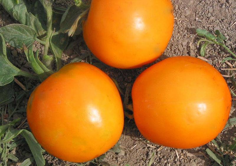 Nebraska Wedding Tomato - beyond organic seeds