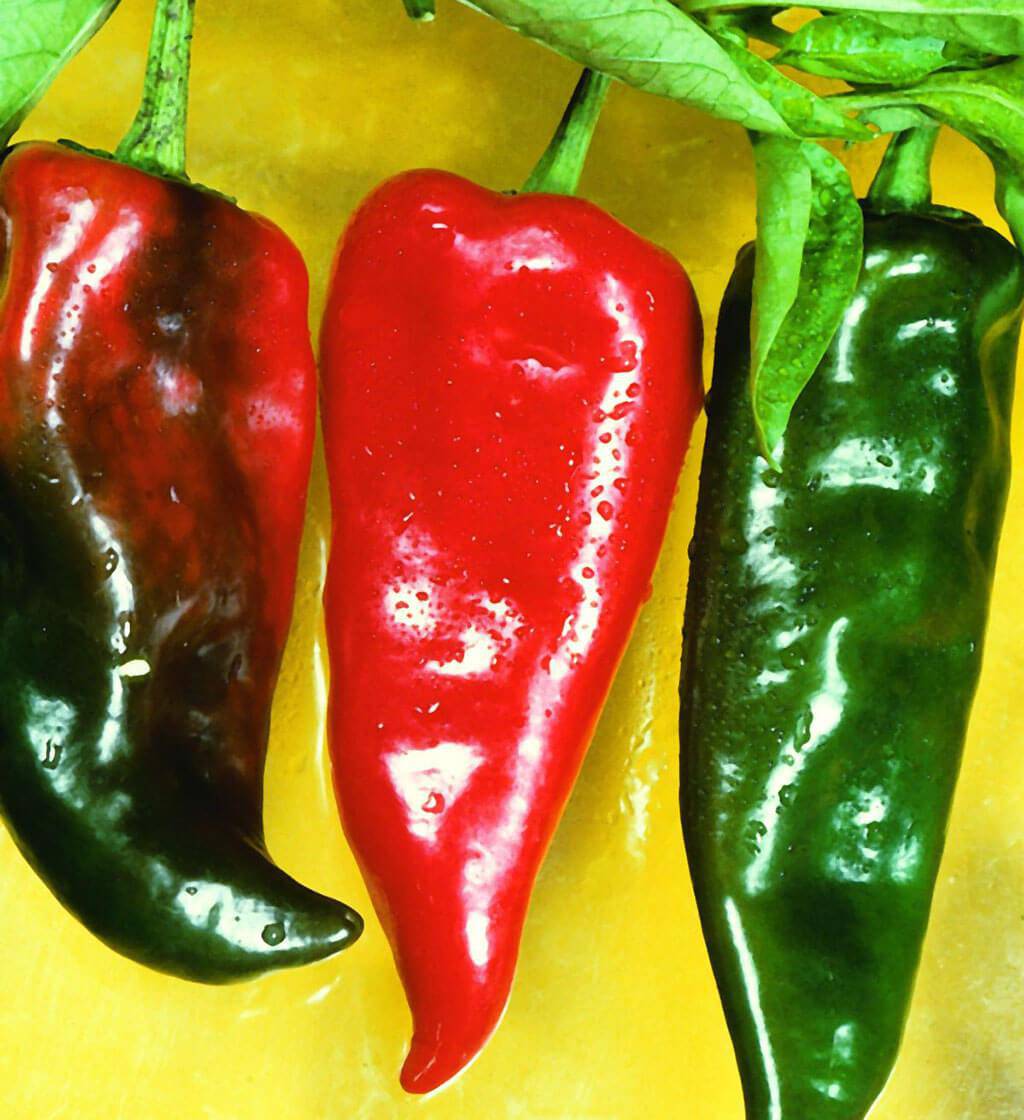 Anaheim Chili Hot Pepper - beyond organic seeds