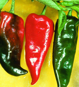 Anaheim Chili Hot Pepper - beyond organic seeds