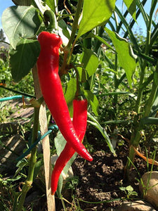 Red Cayenne Pepper - beyond organic seeds