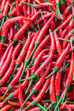 Red Cayenne Pepper - beyond organic seeds