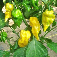 Lemon Habanero Pepper (Hot!!) - beyond organic seeds