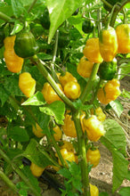 Lemon Habanero Pepper (Hot!!) - beyond organic seeds