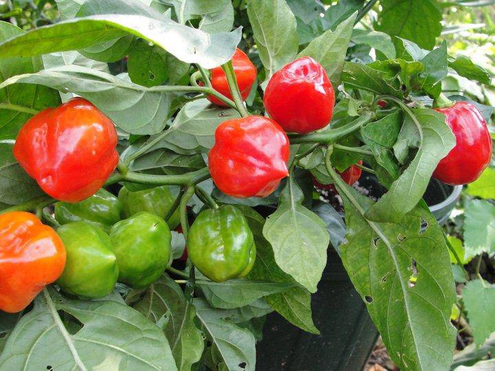 Red Habanero Pepper (Hot! Hot!) - beyond organic seeds