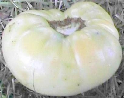 White Heirloom Tomato - beyond organic seeds