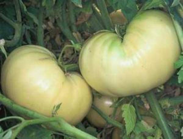 White Heirloom Tomato - beyond organic seeds