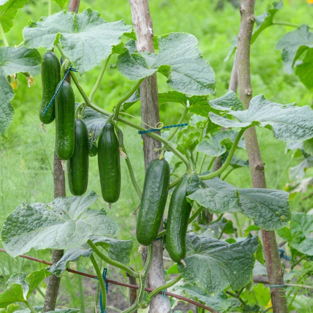 Muncher Cucumber - beyond organic seeds