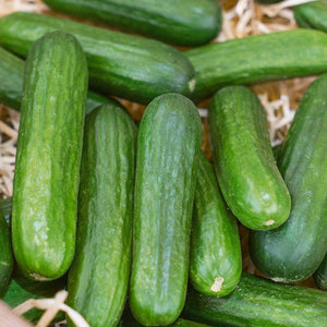 Muncher Cucumber - beyond organic seeds