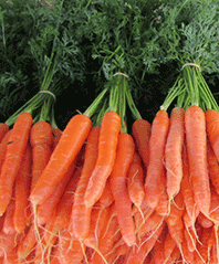 Amsterdam Heirloom Carrot - beyond organic seeds