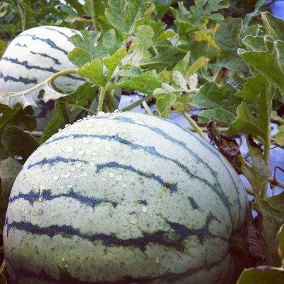 Dixie Queen Watermelon - beyond organic seeds