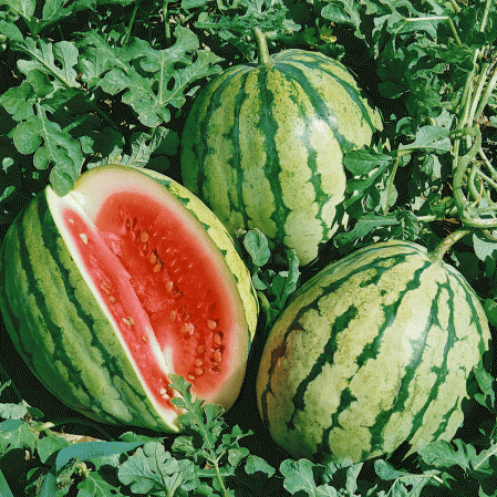 Dixie Queen Watermelon - beyond organic seeds