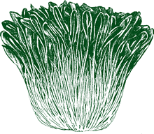 Mibuna Chinese Cabbage - beyond organic seeds
