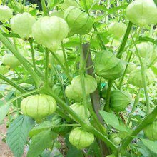 Toma Verde Tomatillo - beyond organic seeds